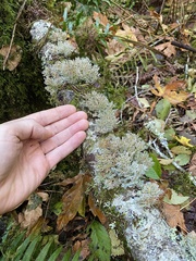 Sphaerophorus venerabilis