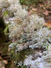 Sphaerophorus venerabilis