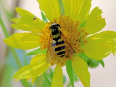Syrphus knabi