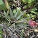 Tillandsia confertiflora - Photo (c) Nick Moore, some rights reserved (CC BY-NC), uploaded by Nick Moore