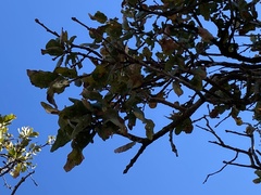 Quercus douglasii