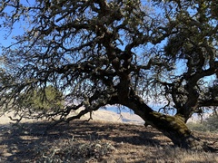 Quercus douglasii