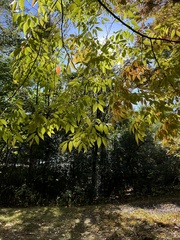 Zelkova