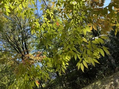 Zelkova