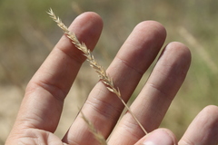 Agropyron