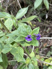 Stemodia suffruticosa