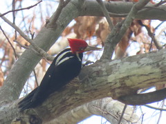 Campephilus melanoleucos