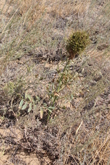 Sophora alopecuroides