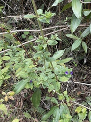 Stemodia suffruticosa