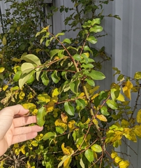 Zanthoxylum hirsutum