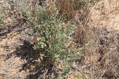 Sophora alopecuroides
