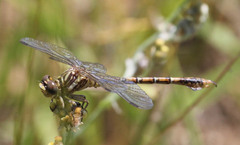 Paragomphus cognatus
