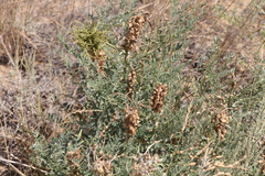 Sophora alopecuroides