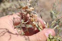Sophora alopecuroides