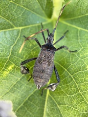Leptoglossus phyllopus