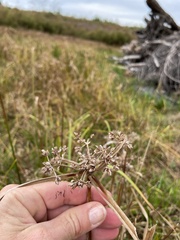 Cyperus virens