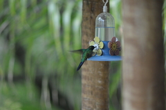 Thalurania glaucopis