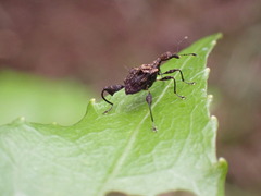 Stephanorhynchus lawsoni