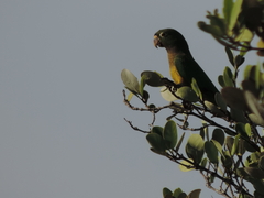 Eupsittula nana