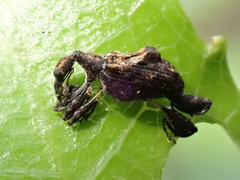 Stephanorhynchus lawsoni