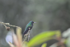 Thalurania glaucopis