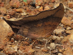 Marpesia furcula