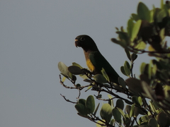 Eupsittula nana