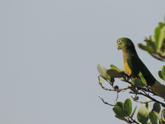 Eupsittula nana