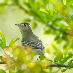 Elaenia albiceps