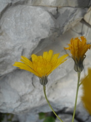 Hieracium porrifolium