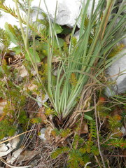 Hieracium porrifolium