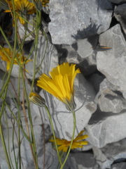 Hieracium porrifolium
