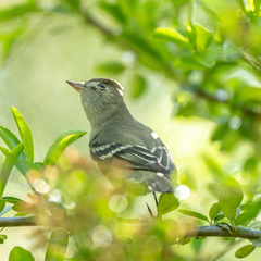 Elaenia albiceps