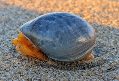 Bulla gouldiana