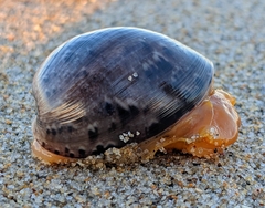 Bulla gouldiana