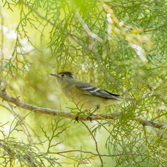 Elaenia albiceps