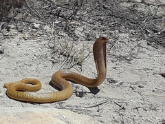 Naja nivea