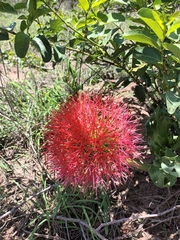 Scadoxus multiflorus