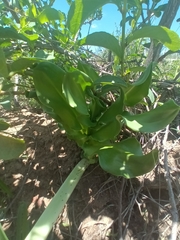 Scadoxus multiflorus
