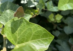 Callophrys xami