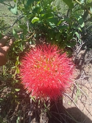 Scadoxus multiflorus