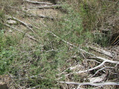 Asparagus retrofractus