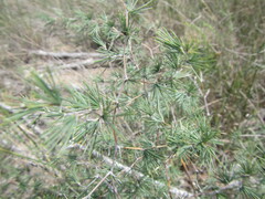 Asparagus retrofractus