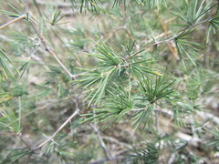 Asparagus retrofractus