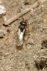 Scelionidae