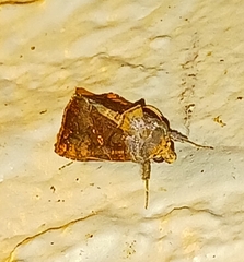 Argyrogramma
