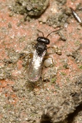 Scelionidae