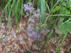 Adenostyles alliariae