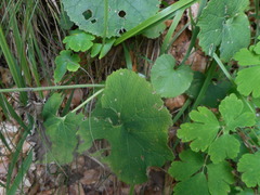 Adenostyles alliariae