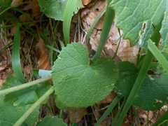 Adenostyles alliariae